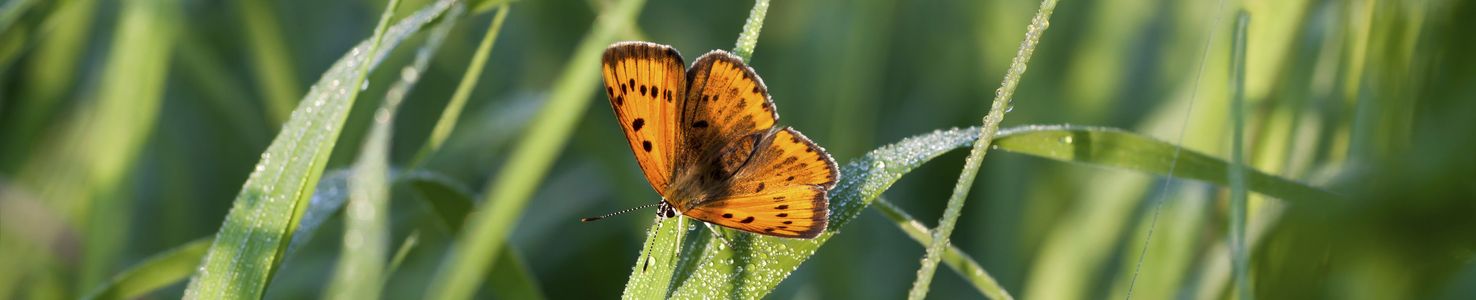 Evenwicht in people, planet en profit